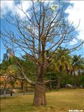 Luis Muñoz Rivera Park - SAN JUAN